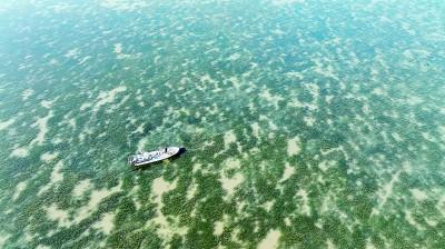 《光明日报》报道唐山丨在渤海湾种出一片“海底草原”(图1)