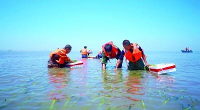 《光明日报》报道唐山丨在渤海湾种出一片“海底草原”(图2)