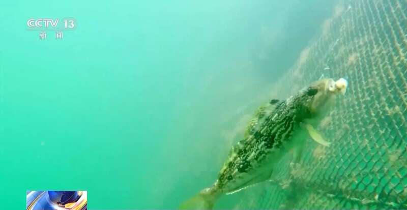 不用真饵、钓完就放新钓法路亚钓圈粉年轻人(图4)