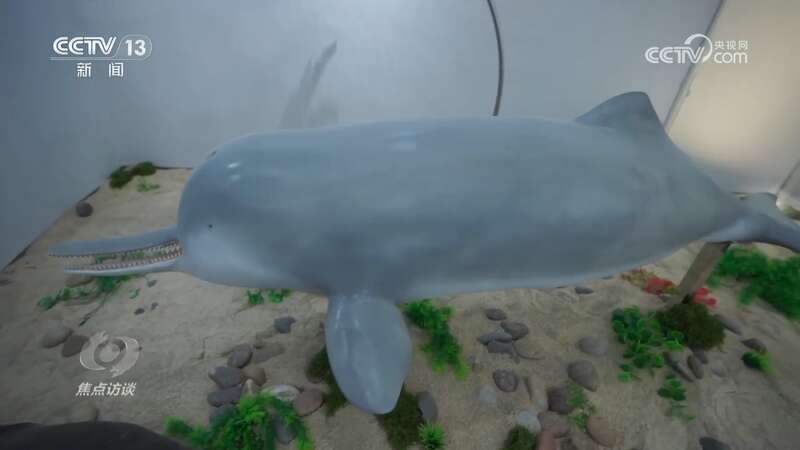 推进长江生态保护工作留住江豚的“微笑”(图7)