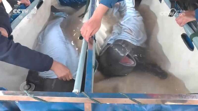 推进长江生态保护工作留住江豚的“微笑”(图3)