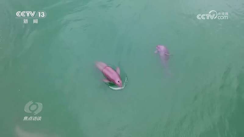 推进长江生态保护工作留住江豚的“微笑”(图4)