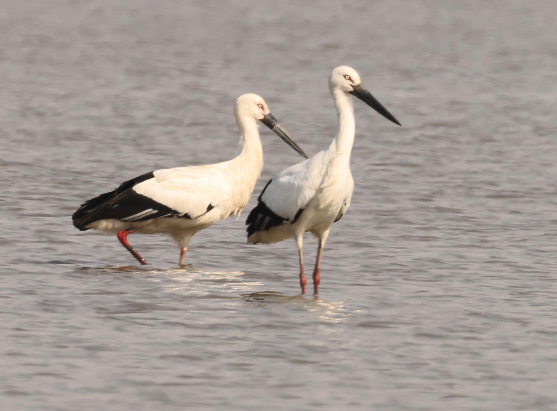 洪湖新生：书写一切天成的绿色答卷(图1)