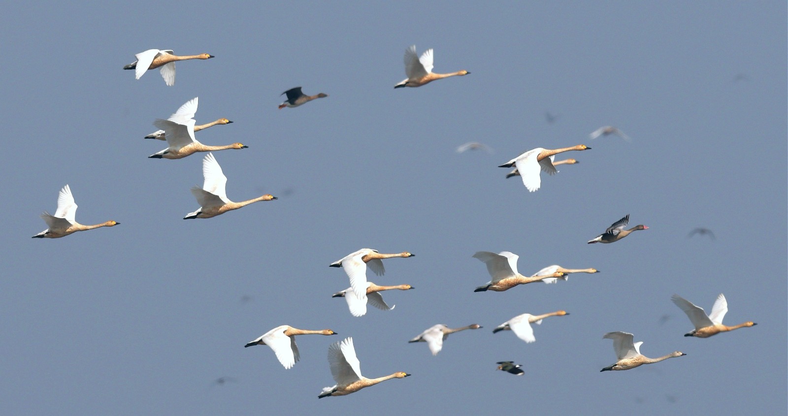 洪湖新生：书写一切天成的绿色答卷(图2)