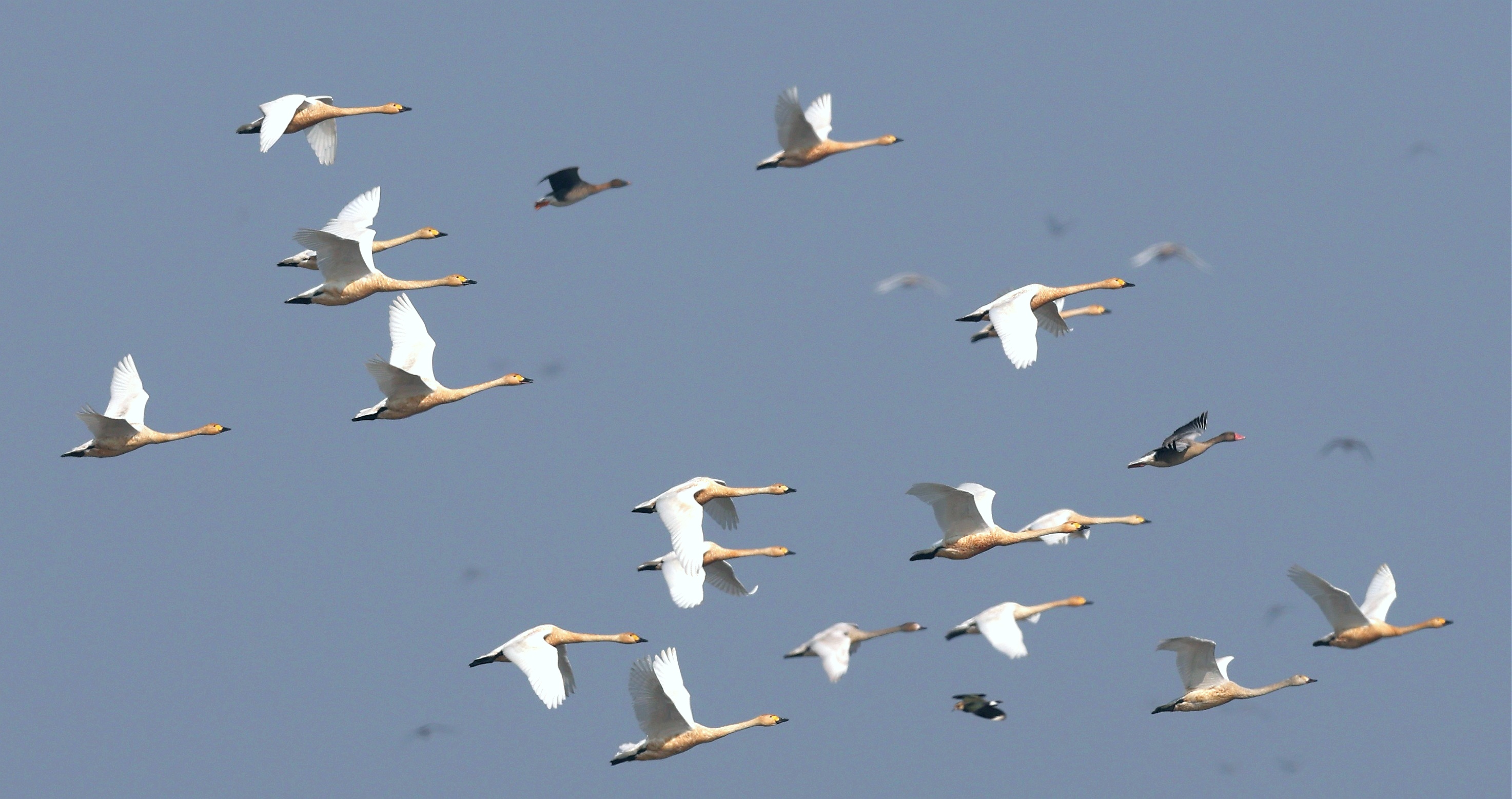 洪湖新生：书写“一切天成”的绿色答卷(图2)