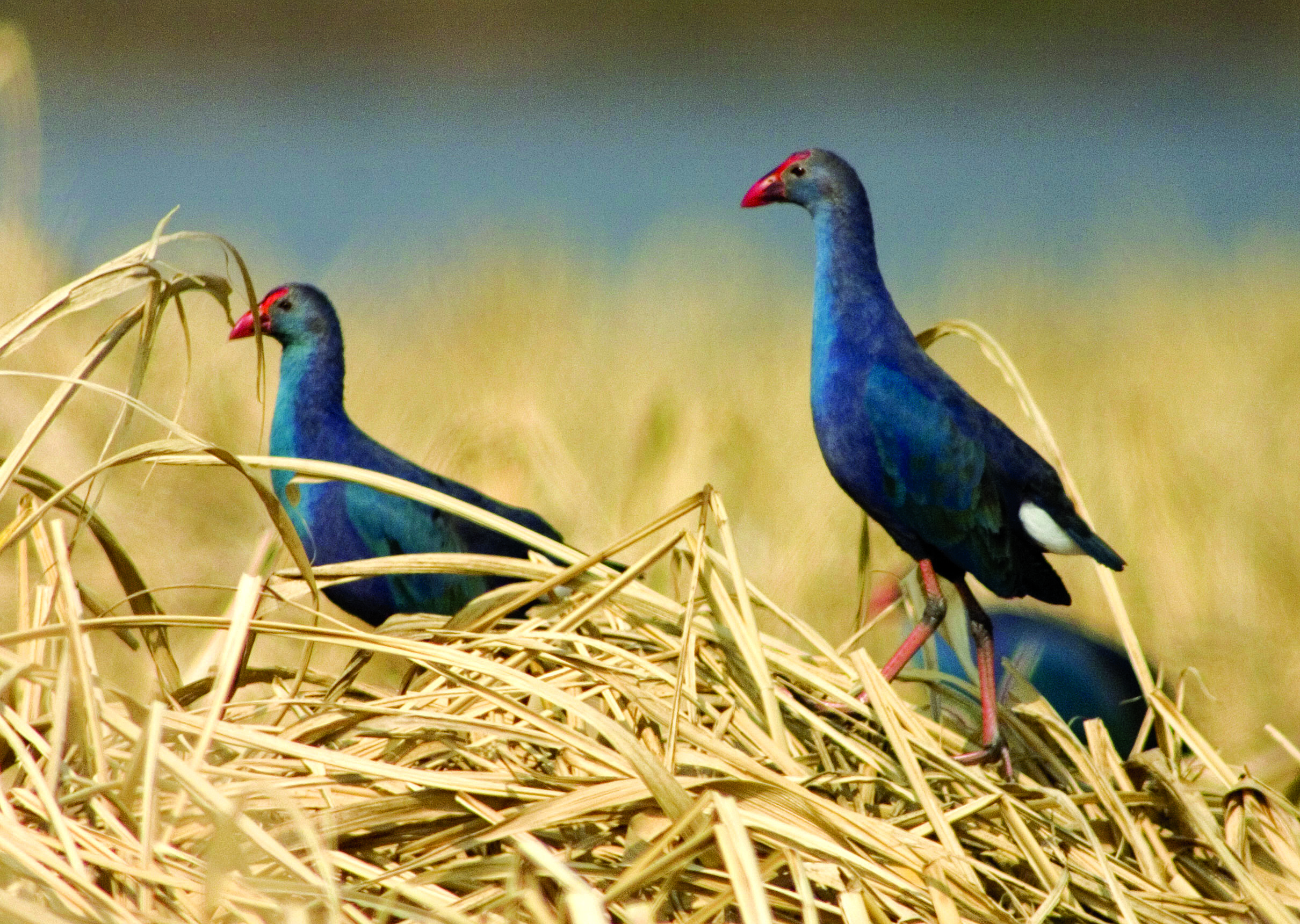 洪湖新生：书写“一切天成”的绿色答卷(图3)