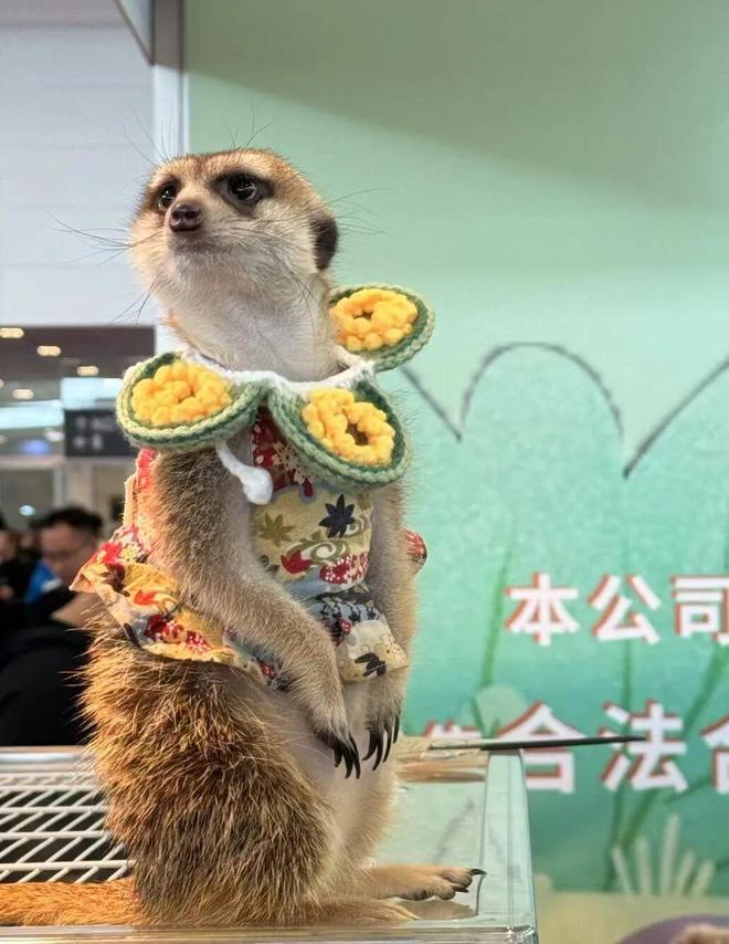 扩散萌宠烘焙咖啡！开幕在即！还有重磅福利→(图3)